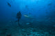 Scuba Diver and Silvertip Wall Decal