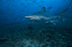 Silvertip Shark Bistro Dive Wall Decal