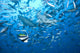 Large Bull Shark Bistro Underneath Wall Decal