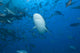 Large Bull Shark Bistro Jaw View Wall Decal