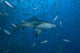 Large Bull Shark Bistro Up Wall Decal
