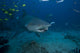Large Bull Shark Bistro Open Mouth Wall Decal
