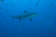 Large Bull Shark Bistro Distant Bottom Wall Decal