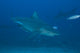 Large Bull Shark Bistro Top Right Wall Decal