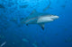 Large Bull Shark Bistro Bottom Right Wall Decal
