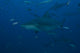 Large Bull Shark Bistro Dark Wall Decal
