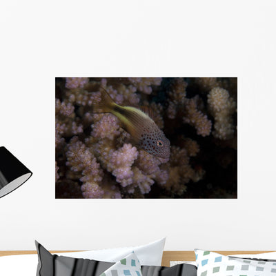 Freckled Hawkfish Sits Some Wall Decal shown on a wall