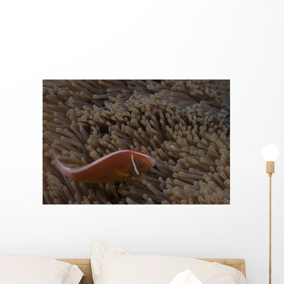 Pink Anemonefish Its Host Down Wall Decal shown on a wall