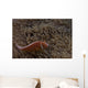 Pink Anemonefish Its Host Down Wall Decal