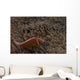 Pink Anemonefish Its Host Down Wall Decal