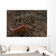 Pink Anemonefish Its Host Down Wall Decal