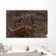Pink Anemonefish Its Host Down Wall Decal