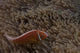 Pink Anemonefish Its Host Down Wall Decal