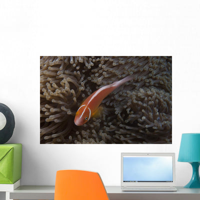 Pink Anemonefish Its Host Top Wall Decal shown on a wall