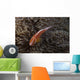 Pink Anemonefish Its Host Top Wall Decal