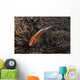 Pink Anemonefish Its Host Top Wall Decal