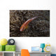 Pink Anemonefish Its Host Top Wall Decal
