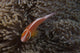 Pink Anemonefish Its Host Top Wall Decal
