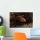 Pink Anemonefish Its Host Anemone Wall Decal
