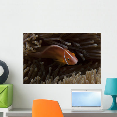 Pink Anemonefish Its Host Anemone Wall Decal shown on a wall