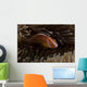 Pink Anemonefish Its Host Anemone Wall Decal