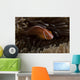 Pink Anemonefish Its Host Anemone Wall Decal