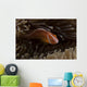 Pink Anemonefish Its Host Anemone Wall Decal