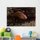 Pink Anemonefish Its Host Anemone Wall Decal