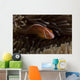 Pink Anemonefish Its Host Anemone Wall Decal