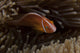 Pink Anemonefish Its Host Anemone Wall Decal