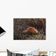 Pink Anemonefish Its Host Looking at Camera Wall Decal