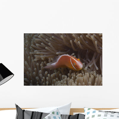 Pink Anemonefish Its Host Looking at Camera Wall Decal shown on a wall