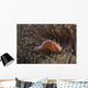 Pink Anemonefish Its Host Looking at Camera Wall Decal