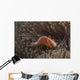 Pink Anemonefish Its Host Looking at Camera Wall Decal