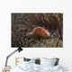 Pink Anemonefish Its Host Looking at Camera Wall Decal
