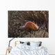 Pink Anemonefish Its Host Looking at Camera Wall Decal