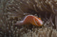 Pink Anemonefish Its Host Looking at Camera Wall Decal