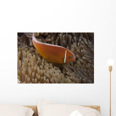 Pink Anemonefish Its Host Searching Wall Decal shown on a wall