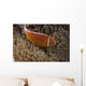Pink Anemonefish Its Host Searching Wall Decal