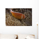 Pink Anemonefish Its Host Searching Wall Decal