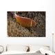 Pink Anemonefish Its Host Searching Wall Decal