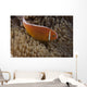 Pink Anemonefish Its Host Searching Wall Decal