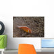 Pink Anemonefish Its Host Top Right Wall Decal