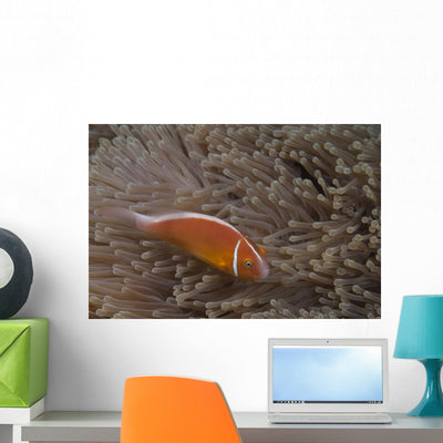 Pink Anemonefish Its Host Top Right Wall Decal shown on a wall