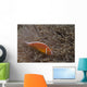 Pink Anemonefish Its Host Top Right Wall Decal
