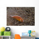 Pink Anemonefish Its Host Top Right Wall Decal