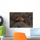Pink Anemonefish Its Host Looking Up Wall Decal