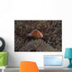 Pink Anemonefish Its Host Looking Up Wall Decal
