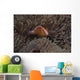 Pink Anemonefish Its Host Looking Up Wall Decal