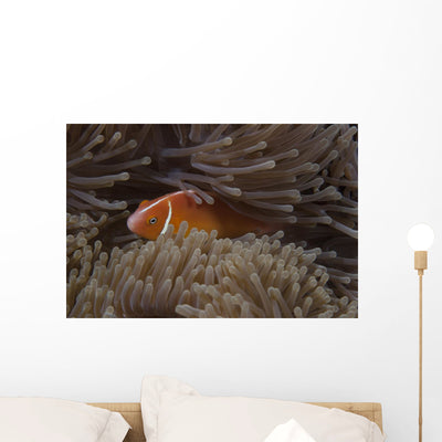 Pink Anemonefish Its Host Hiding Wall Decal shown on a wall